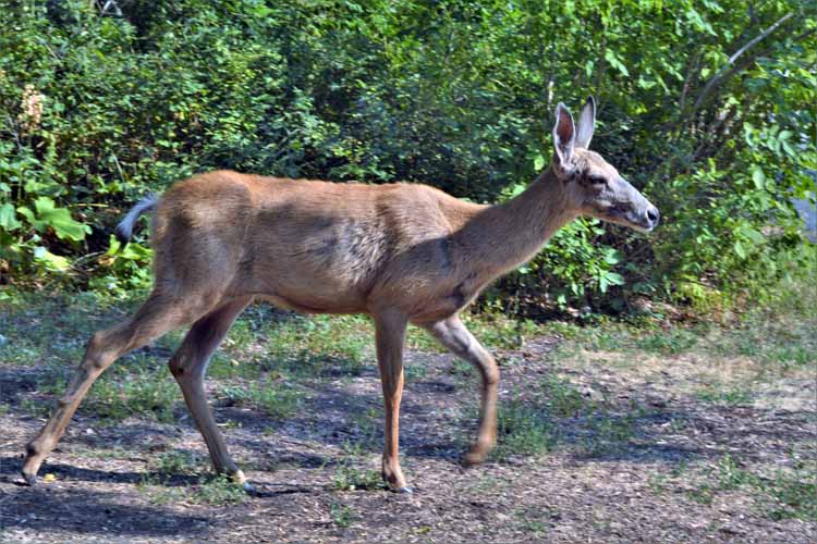 deer at camp site